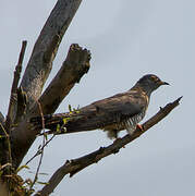 Common Cuckoo