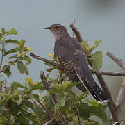 Common Cuckoo