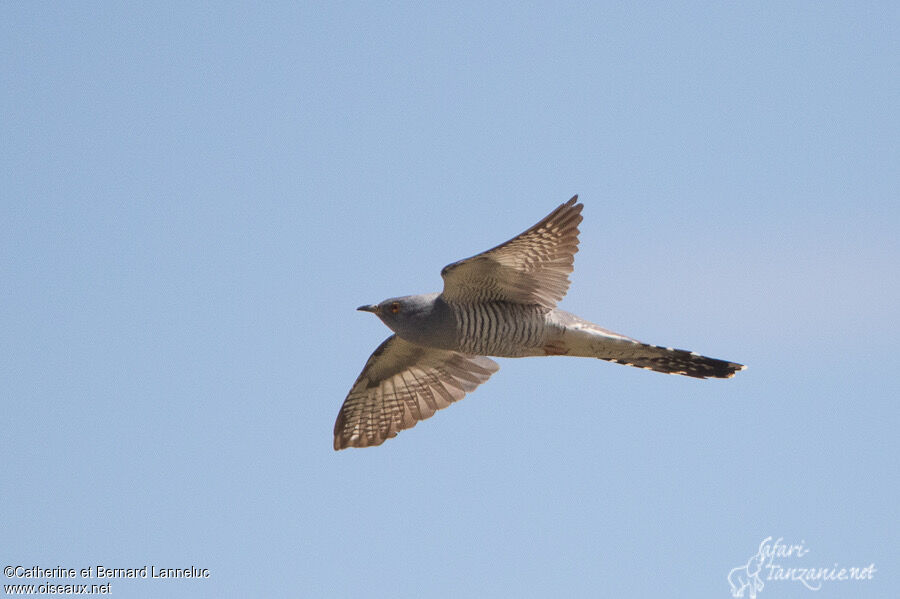 Common Cuckoo male adult, Flight