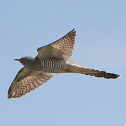 Common Cuckoo