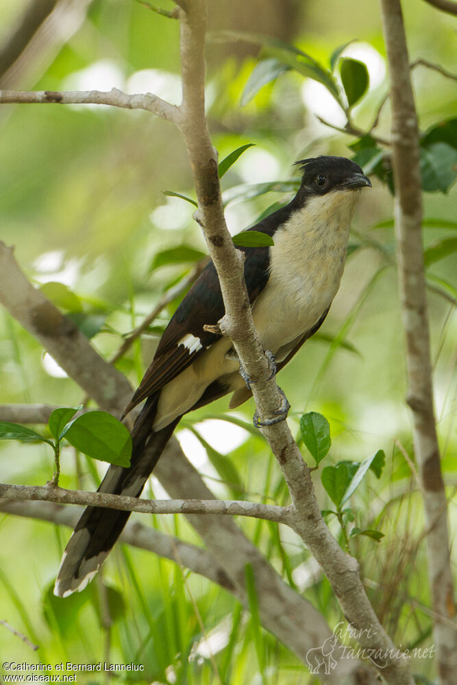 Jacobin Cuckooadult, identification