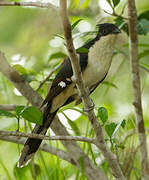 Jacobin Cuckoo