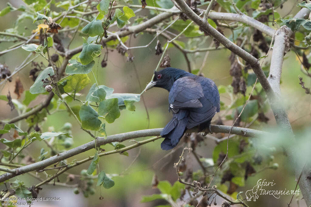 Asian Koeladult, identification