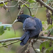 Asian Koel