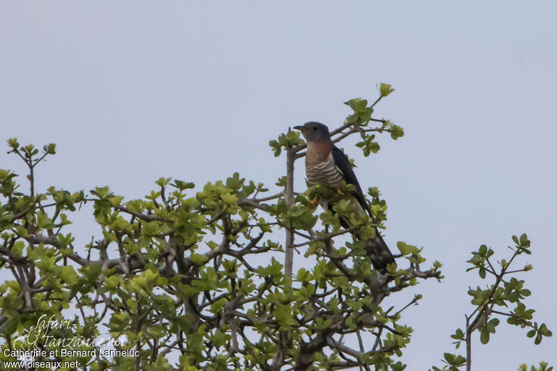 Red-chested Cuckoo male adult, habitat