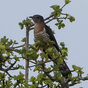 Red-chested Cuckoo