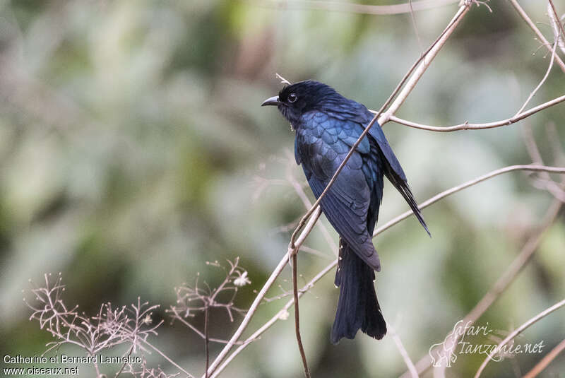 Square-tailed Drongo-Cuckooadult, Behaviour
