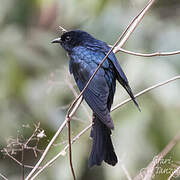 Square-tailed Drongo-Cuckoo