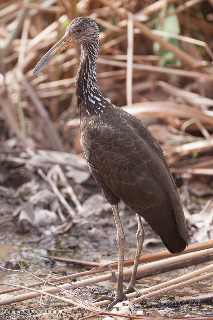 Limpkin