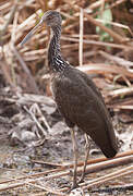 Limpkin