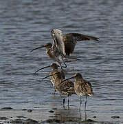 Eurasian Curlew