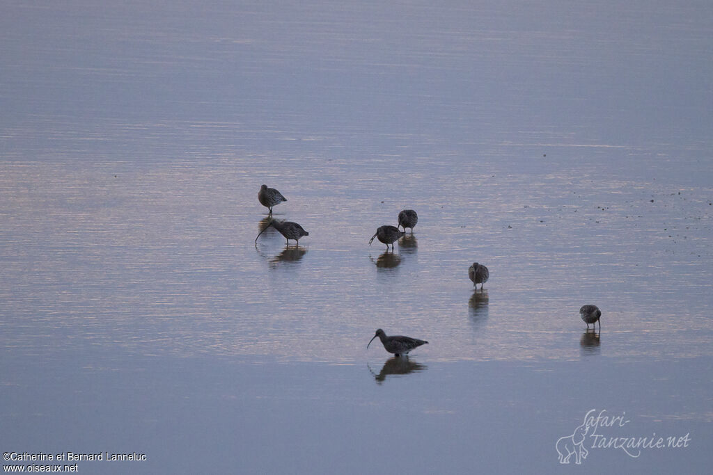 Eurasian Curlew