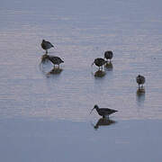 Eurasian Curlew