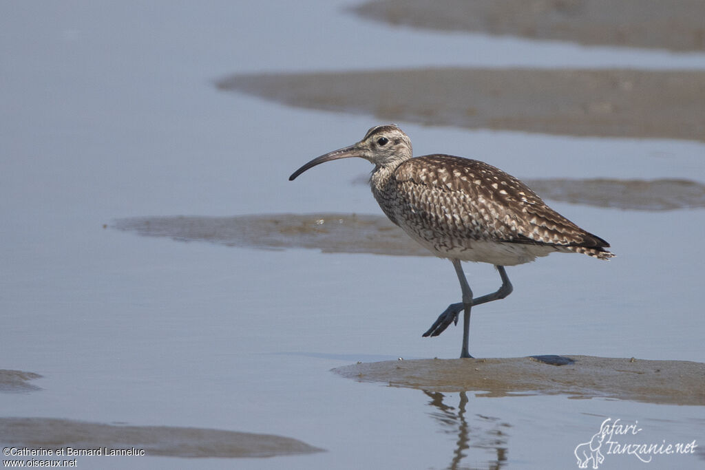 Whimbreladult, identification