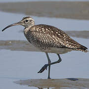 Eurasian Whimbrel