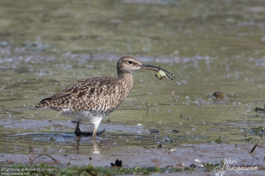 Eurasian Whimbreladult, feeding habits, fishing/hunting