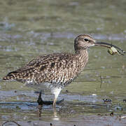 Eurasian Whimbrel