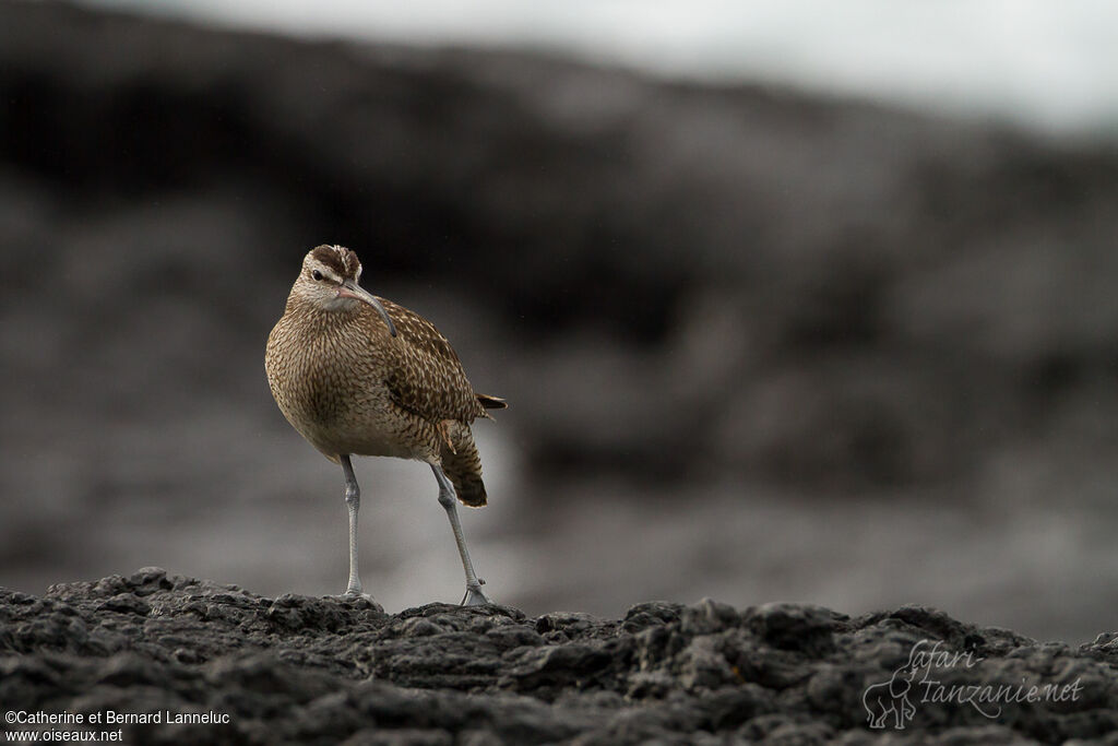 Hudsonian Whimbreladult