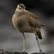 Hudsonian Whimbrel