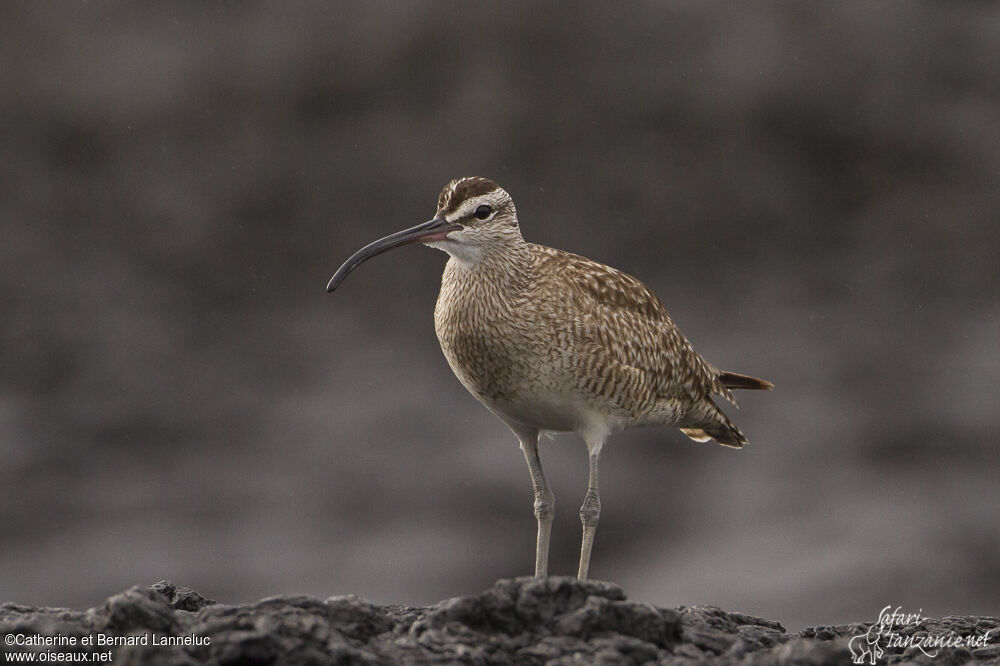 Hudsonian Whimbreladult