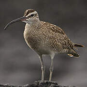 Hudsonian Whimbrel