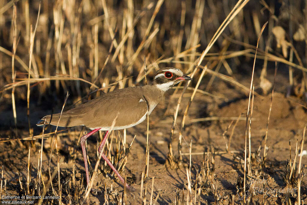 Bronze-winged Courseradult, identification, Behaviour