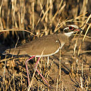 Bronze-winged Courser