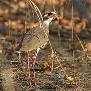 Bronze-winged Courser