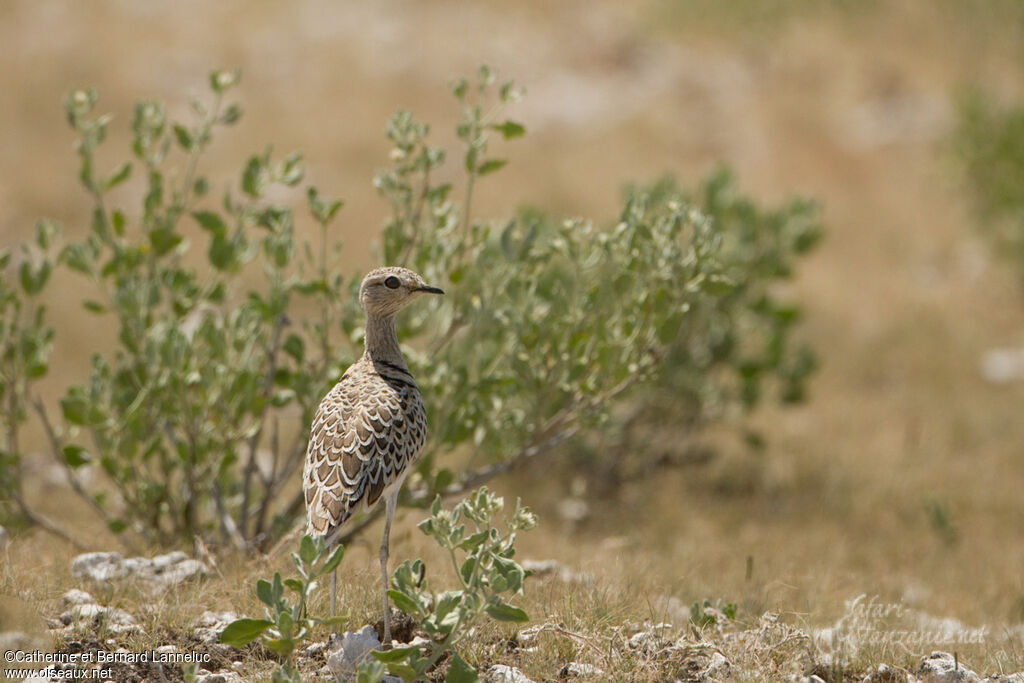 Double-banded Courseradult, habitat