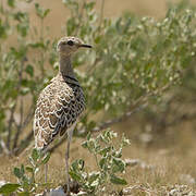 Double-banded Courser