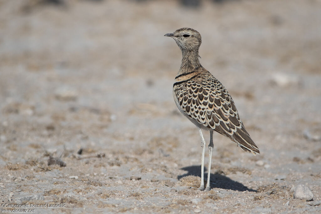 Double-banded Courseradult