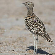 Double-banded Courser