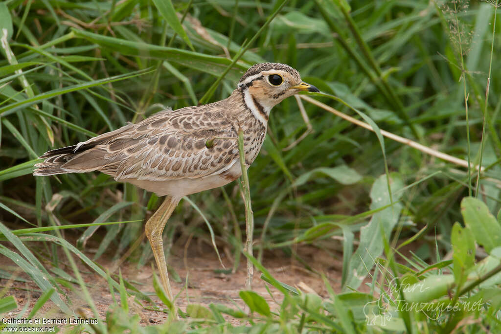 Three-banded Courseradult, identification