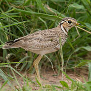 Three-banded Courser