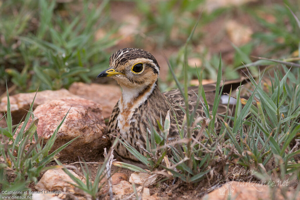 Three-banded Courseradult