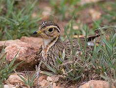 Three-banded Courser