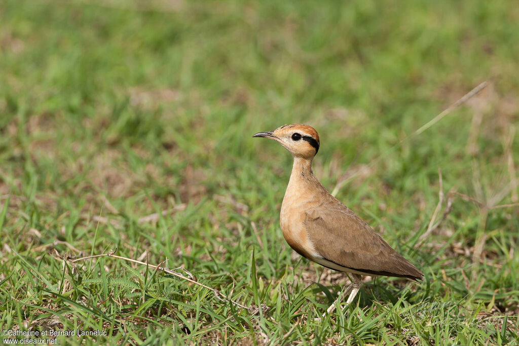 Temminck's Courseradult, identification