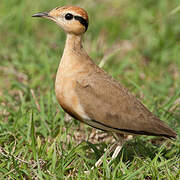 Temminck's Courser