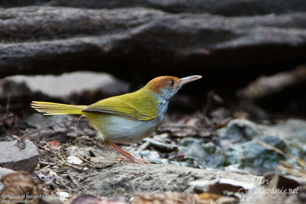 Dark-necked Tailorbird female adult, identification