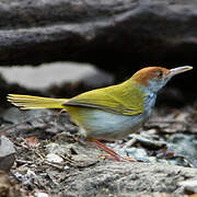 Dark-necked Tailorbird