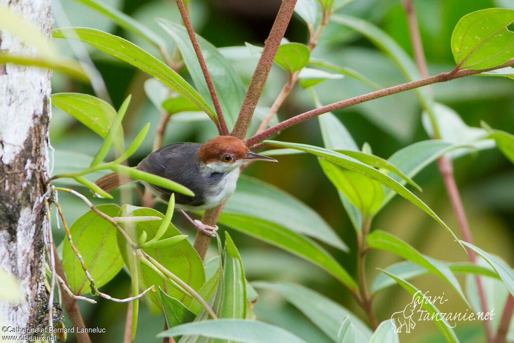 Rufous-tailed Tailorbirdadult, Behaviour