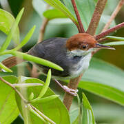 Rufous-tailed Tailorbird