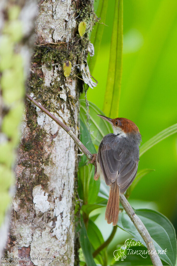 Rufous-tailed Tailorbirdadult, identification