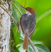 Rufous-tailed Tailorbird