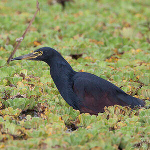 Crabier à ventre roux Ardeola rufiventris
