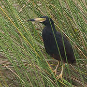 Rufous-bellied Heron