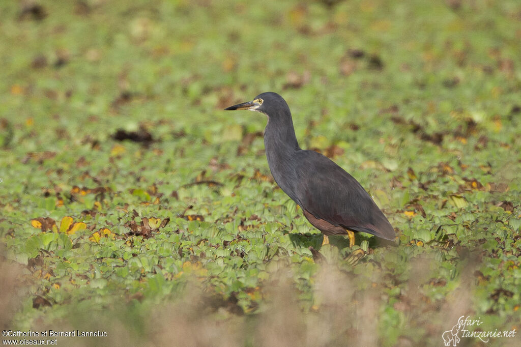 Rufous-bellied Heronadult, identification