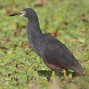 Rufous-bellied Heron