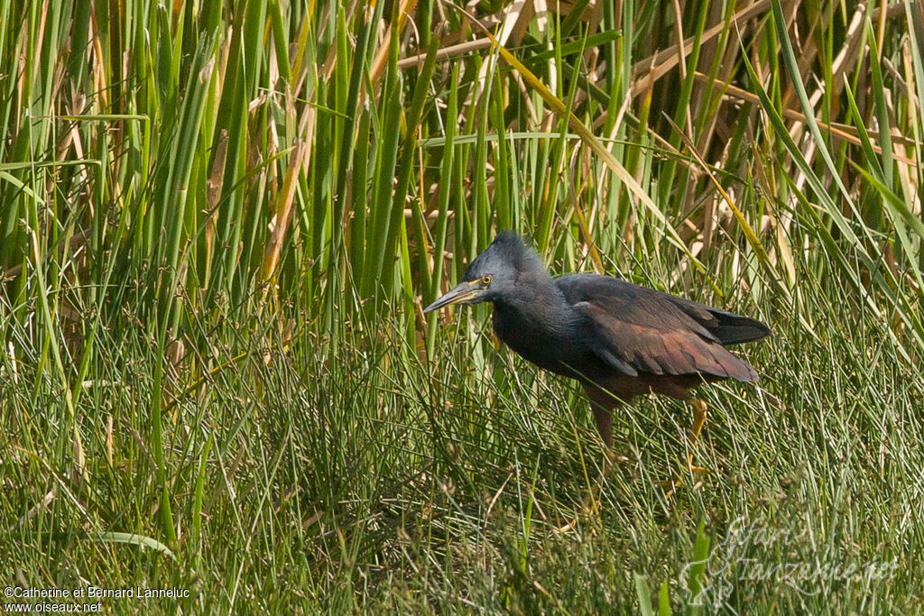 Rufous-bellied Heron, habitat