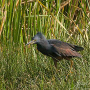 Rufous-bellied Heron